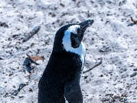 Simon's Town, Boulders Beach